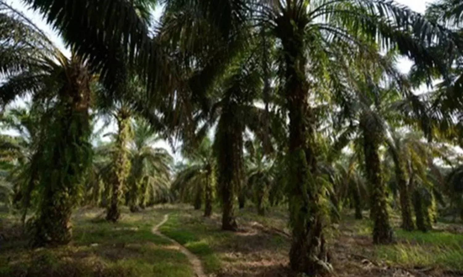 Telangana: Over 5L hectares of land to be brought under palm oil cultivation
