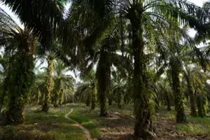 Telangana: Over 5L hectares of land to be brought under palm oil cultivation Telangana: Over 5L hectares of land to be brought under palm oil cultivation