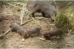 Rare endangered pygmy hog genetic diversity remains maintained even after captive breeding Rare endangered pygmy hog genetic diversity remains maintained even after captive breeding