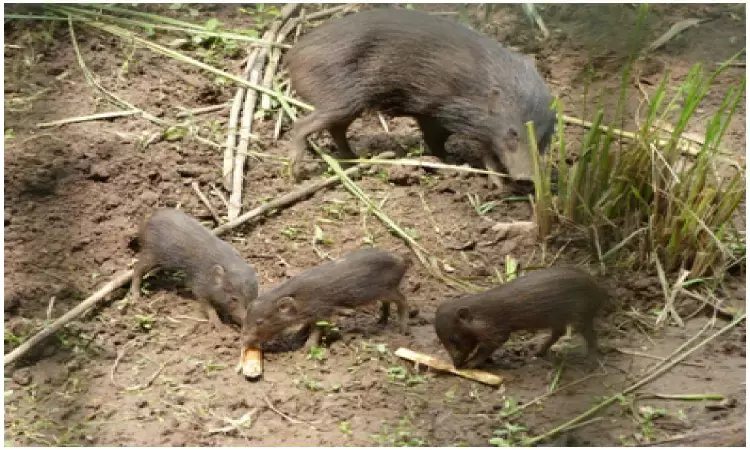 Rare endangered pygmy hog genetic diversity remains maintained even after captive breeding