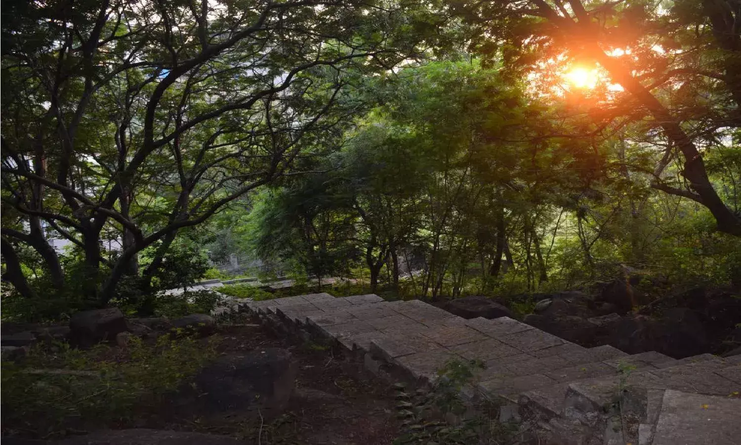 Come, take a peaceful yet adventurous stroll in Ficus Garden at Jubilee Hills