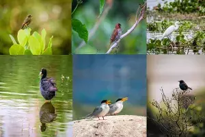 Nallagandla lake, a paradise for bird watchers Nallagandla lake, a paradise for bird watchers