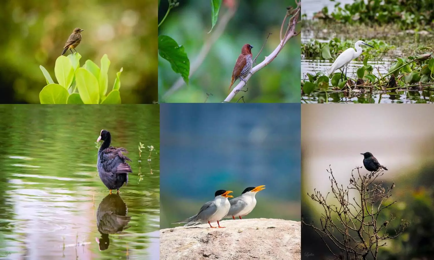 Nallagandla lake, a paradise for bird watchers
