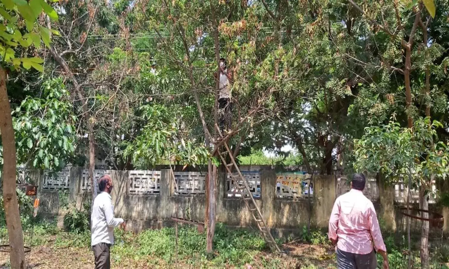 GHMC sprays life into dying neem leaves of Miyapur