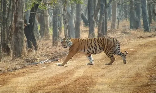 Interview:Take deep breath; revel in wholesome experience of Amrabad tiger safari: Rohith Gopidi