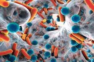 Differences in gut bacterial compositions in Indian, Western populations: Study Differences in gut bacterial compositions in Indian, Western populations: Study