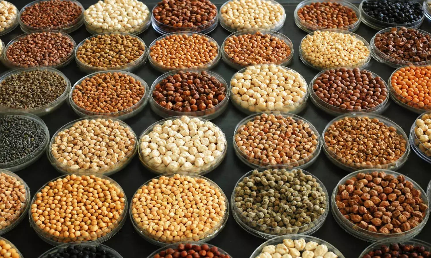 ICRISAT conducts the largest genome sequencing for chickpeas