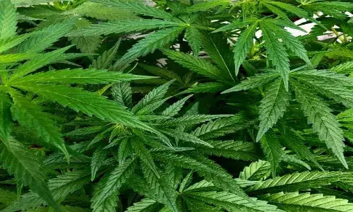 Man arrested for growing ganja in Medchal