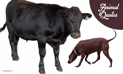 Animal Life Quotes: 50 Inspirational Thought-Provoking Lines