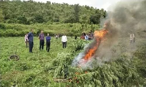 Operation Parivartana: SEB destroys ganja crop in 1,800 acres in Vizag Agency