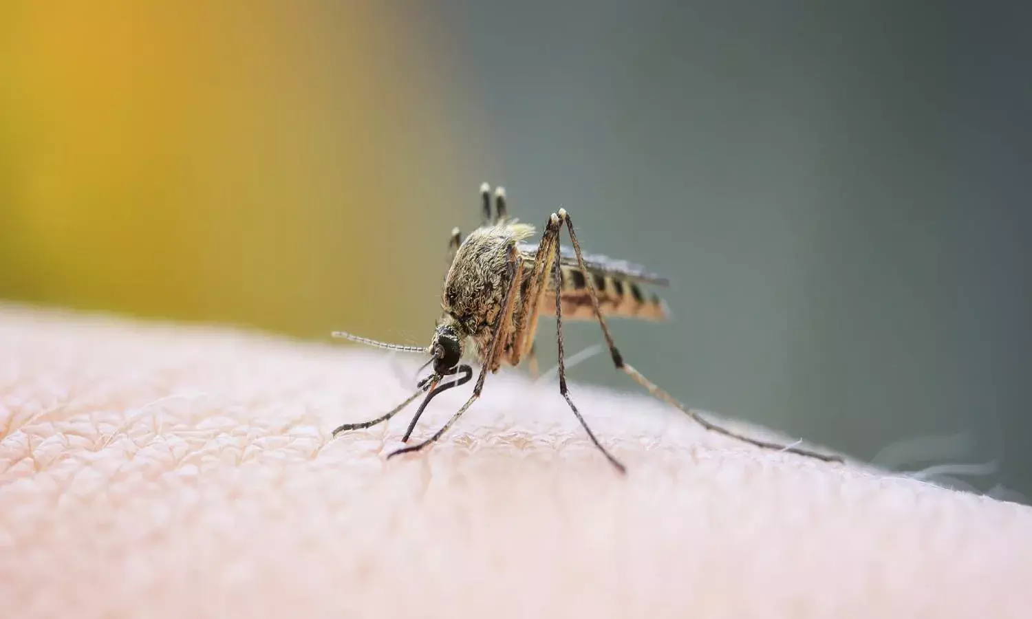 Understanding Indias vector-borne diseases, preventions