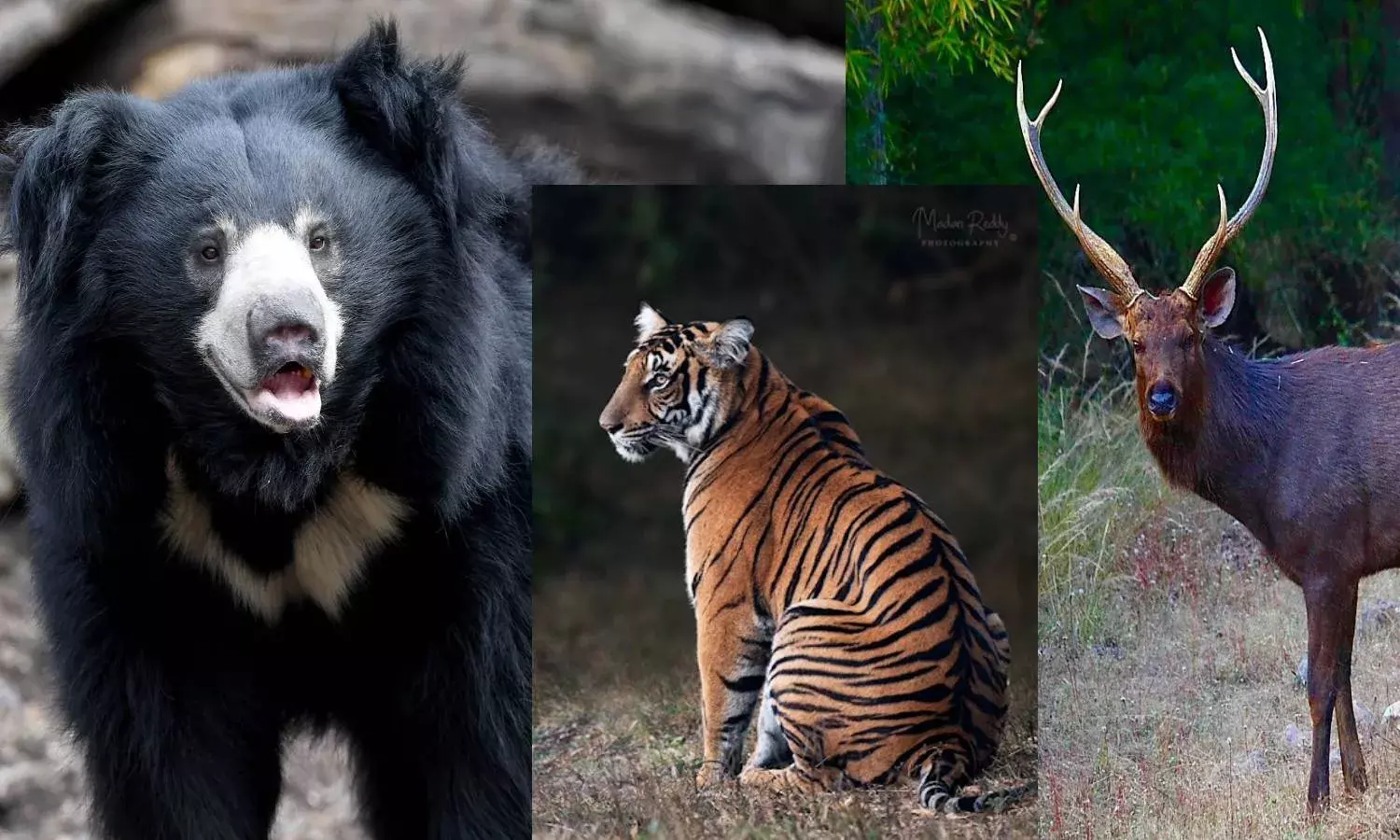 What is the Tiger feeding on ? Amrabad Tiger Reserve conducts scat analysis to check parasite presence in wildlife