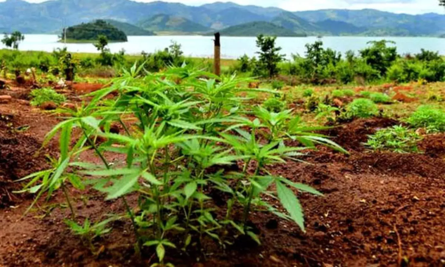 War on drugs: Police, Maoists blame game over Ganja cultivation in Andhra