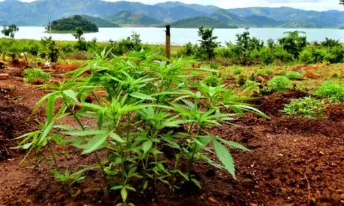 War on drugs: Police, Maoists blame game over Ganja cultivation in Andhra