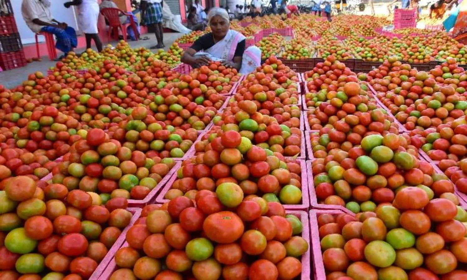 Too hot to handle: Tomato turns dearer, sells at Rs130 a kg in Andhra