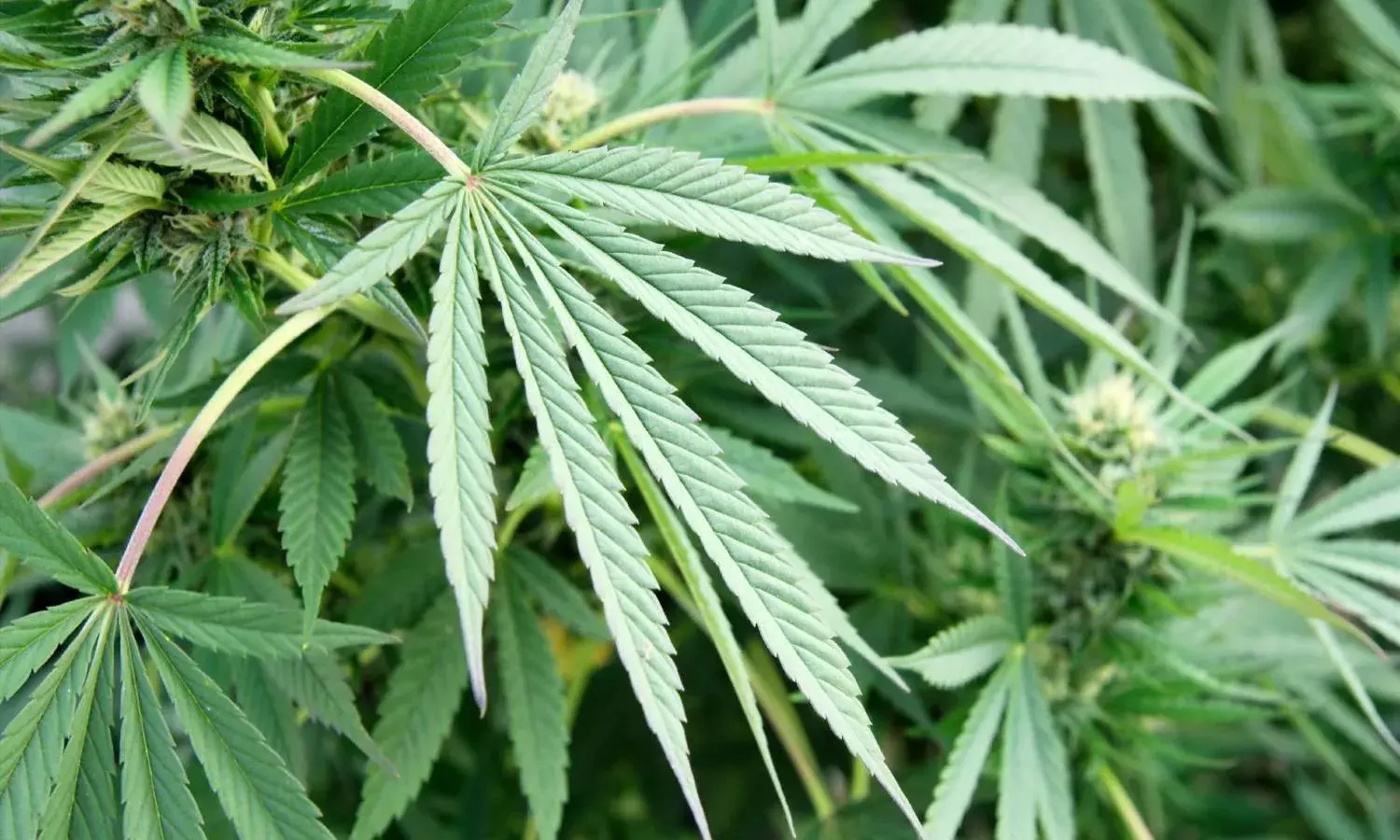 Operation Parivartan: SEB destroys ganja plants worth Rs 1000 crore in Andhra