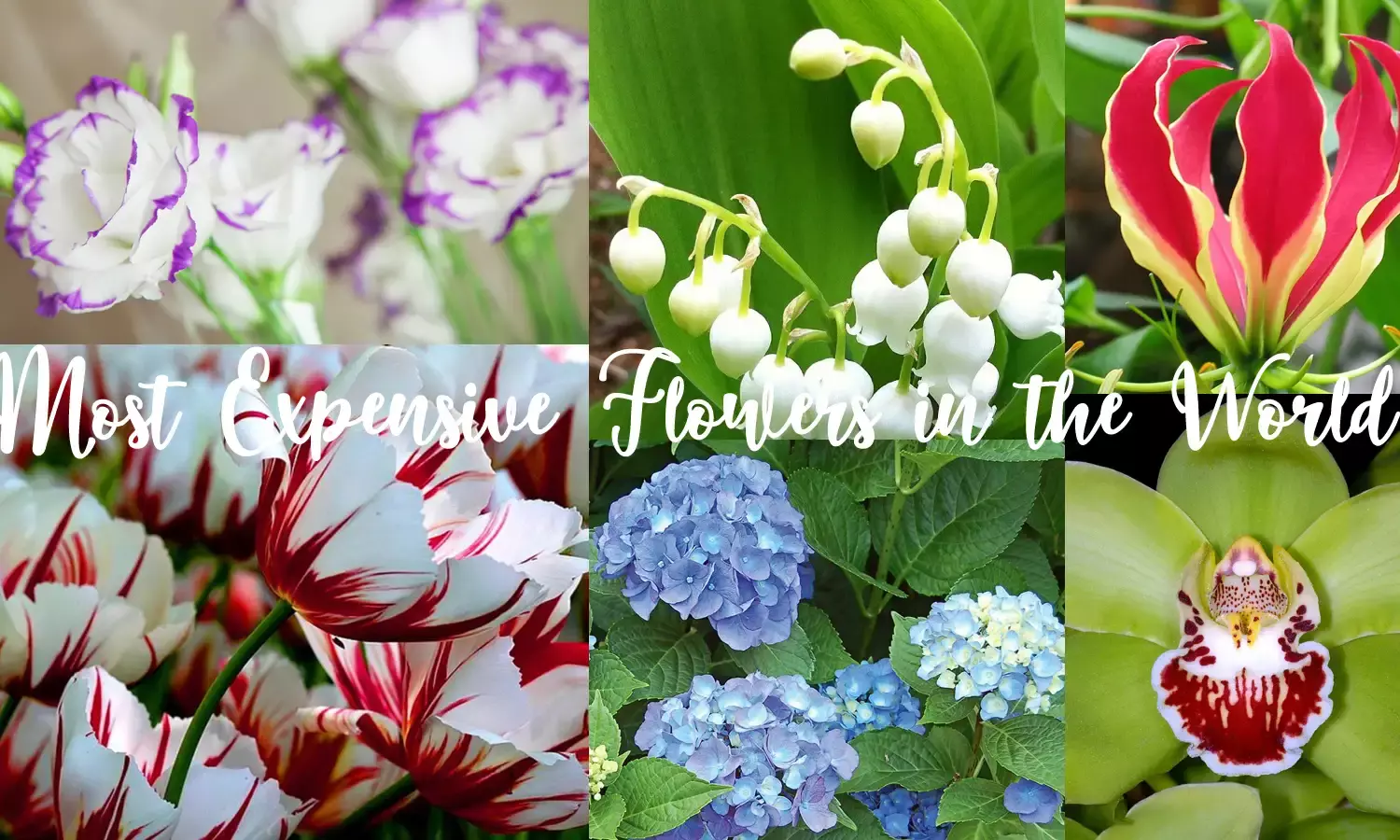 Worlds Costliest Flowers: 10 Flowers with Hefty Price Tags