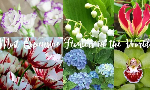 Worlds Costliest Flowers: 10 Flowers with Hefty Price Tags