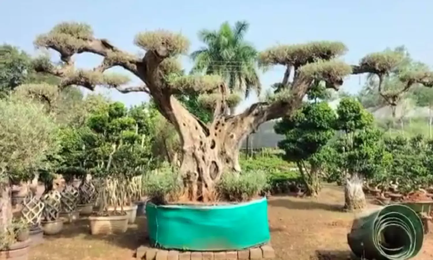 Olive trees from Kadiyam to add beauty to Mukesh Ambanis house in Jamnagar