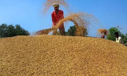 No truth in reports of Centre stopping paddy procurement in TS: FCI