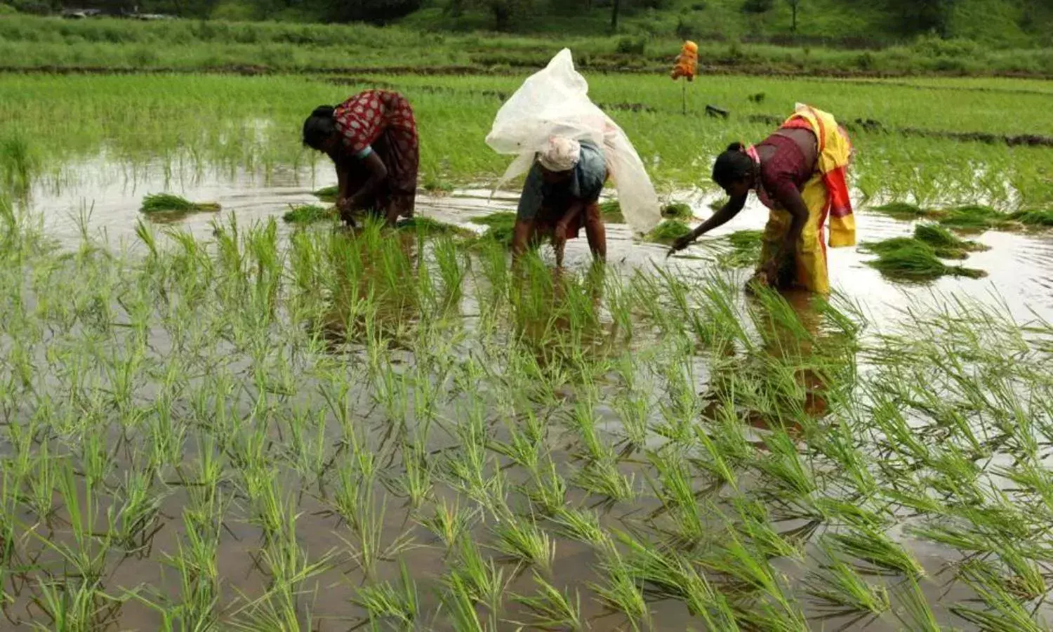 TS: Govt asks ryots not to cultivate paddy in rabi