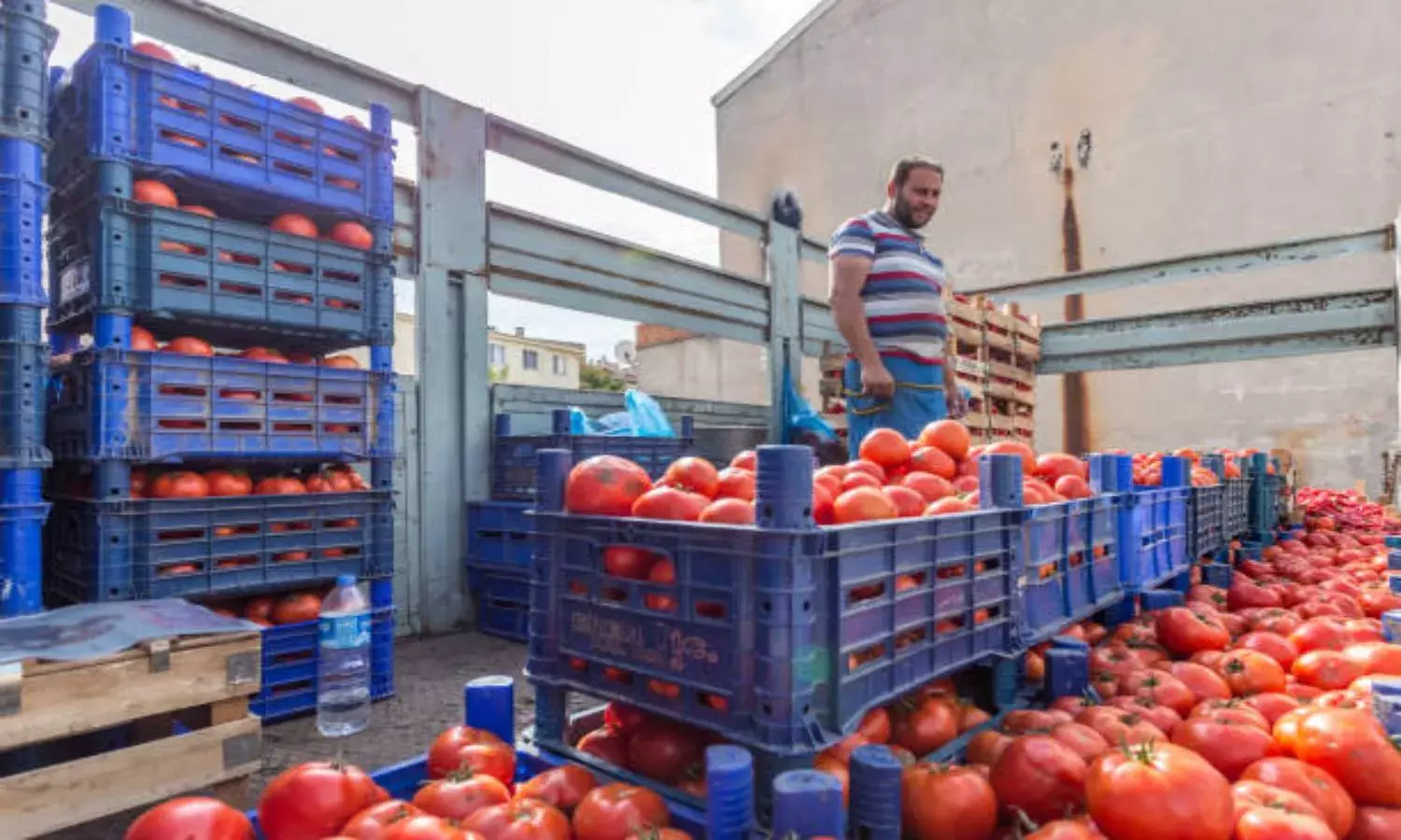 The new gold: Thieves steal 5 crates of tomatoes from Penuganchiprolu market