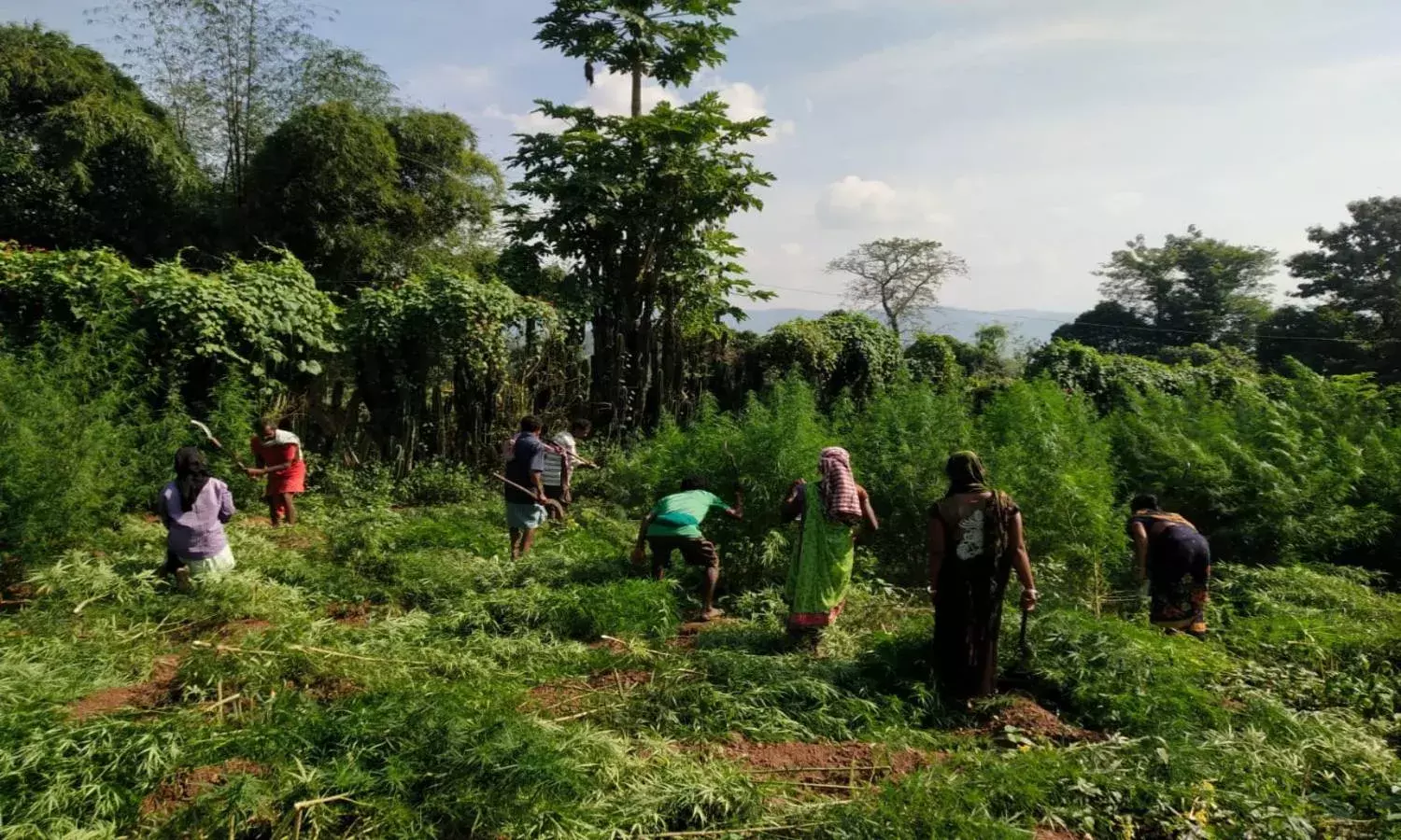 Operation Parivarthana: SEB destroy ganja crop in 5,500 acres in Vizag Agency