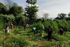 Operation Parivarthana: SEB destroy ganja crop in 5,500 acres in Vizag Agency Operation Parivarthana: SEB destroy ganja crop in 5,500 acres in Vizag Agency