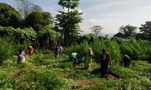 Operation Parivarthana: SEB destroy ganja crop in 5,500 acres in Vizag Agency