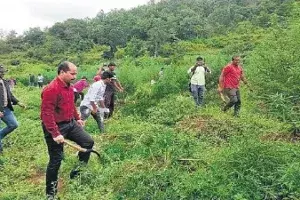 War on drugs: 648 inter-state ganja smugglers on run in AP War on drugs: 648 inter-state ganja smugglers on run in AP