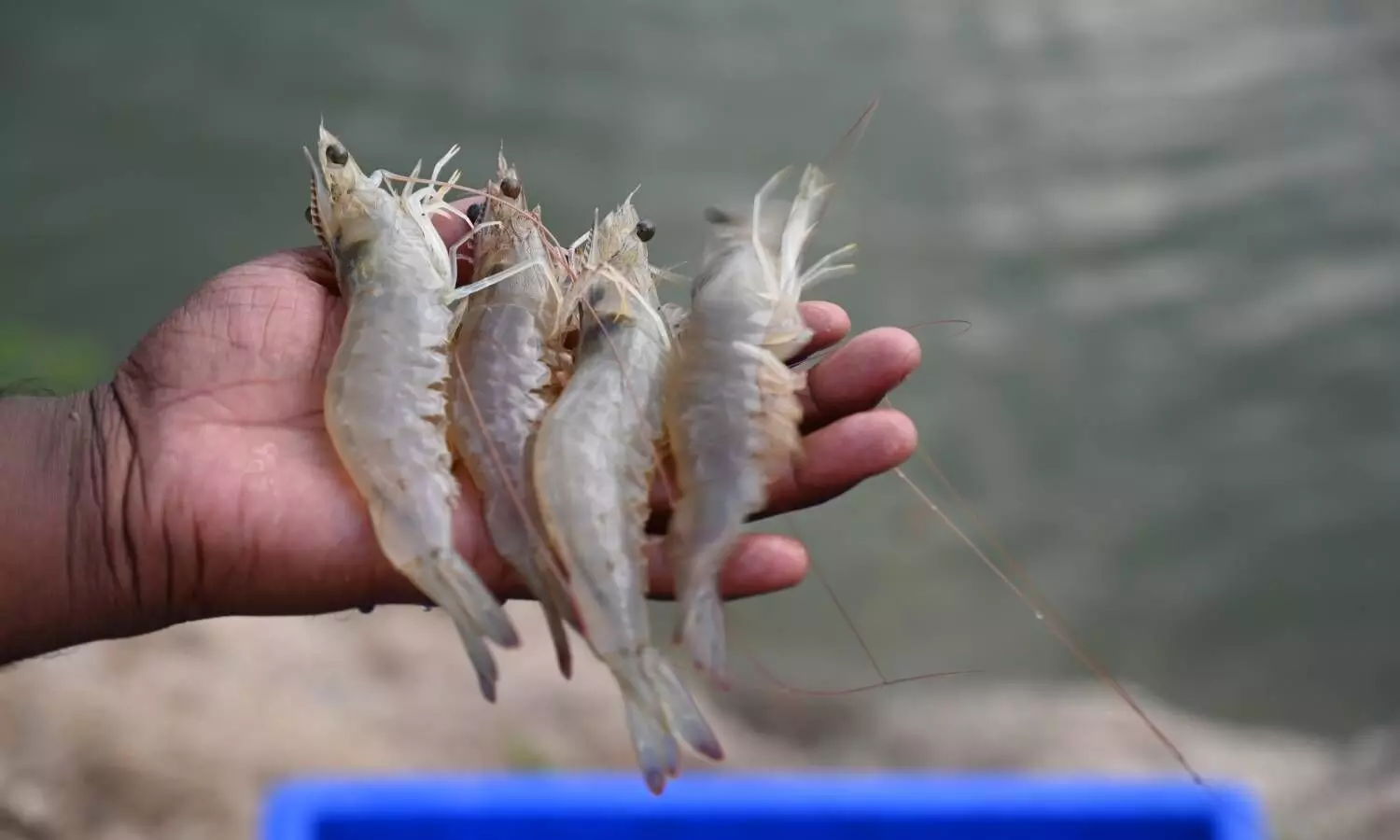 How Narayanpet fishermen are harvesting profits from prawn culture