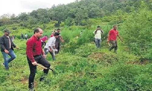 War on drugs: 648 inter-state ganja smugglers on run in AP