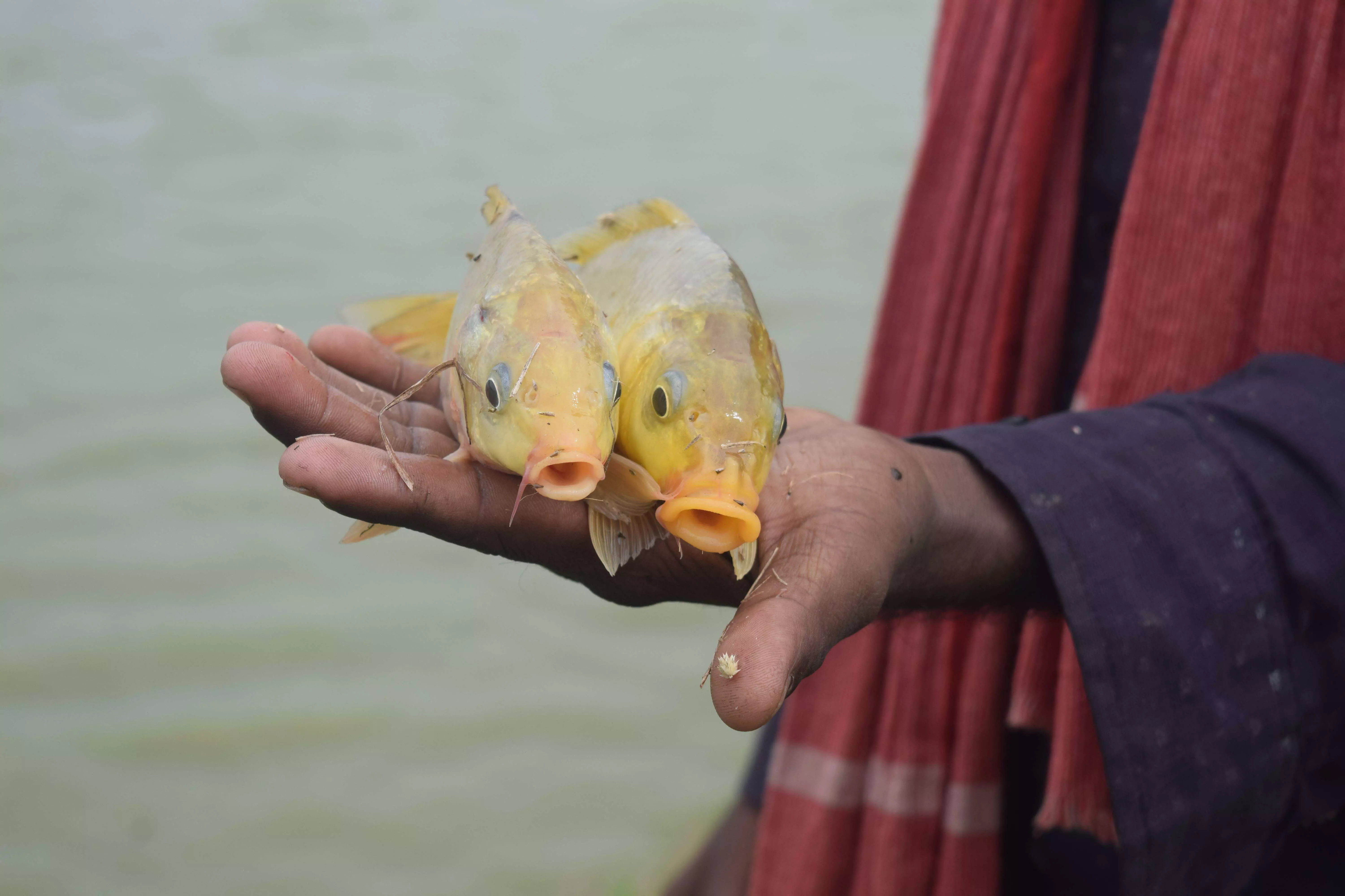 `Fish for success: Narayanpet farmer harvests benefits of aquaculture