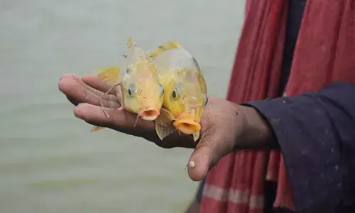 `Fish for success: Narayanpet farmer harvests benefits of aquaculture