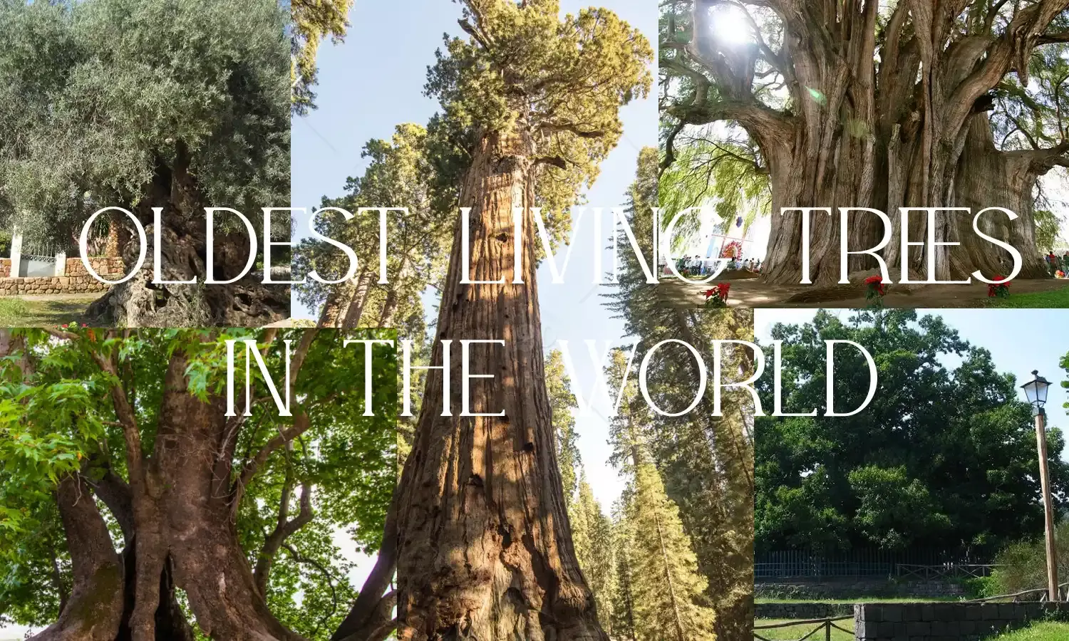 20 Oldest Living Trees in the World with Pictures