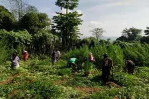 SEB destroyed 3.2 cr ganja plants worth Rs. 4,000 cr in AP districts since Nov SEB destroyed 3.2 cr ganja plants worth Rs. 4,000 cr in AP districts since Nov