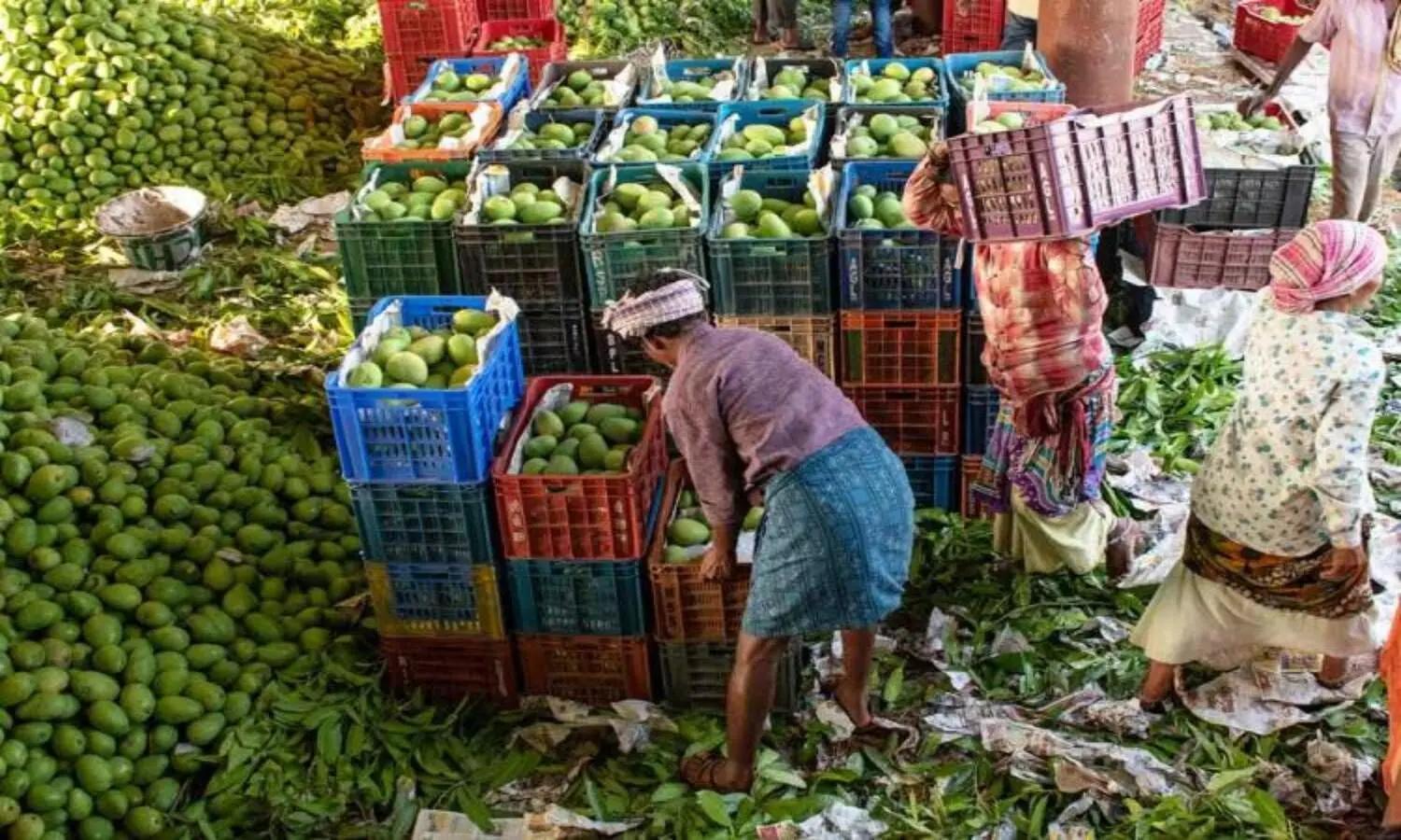 Shift your business within one month: Telangana HC to Gaddiannaram fruit agents