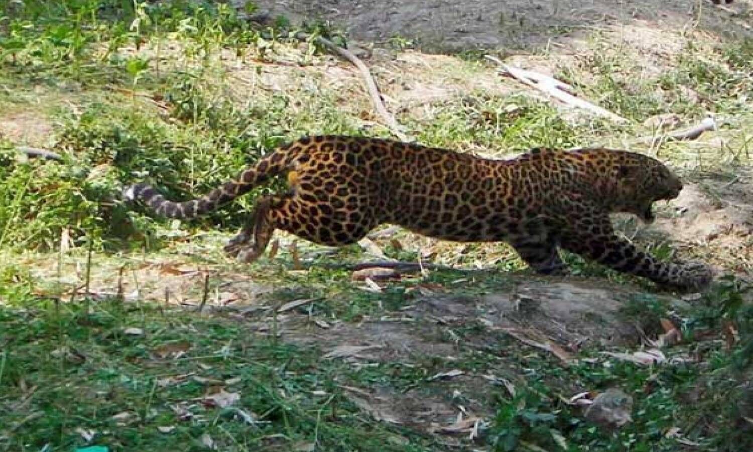 Two hurt in leopard attack at Tirumala; tigers spotted in Nallamala ...