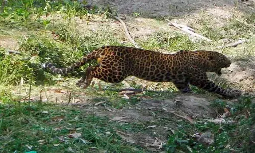 Two hurt in leopard attack at Tirumala; tigers spotted in Nallamala forest, devotees alerted
