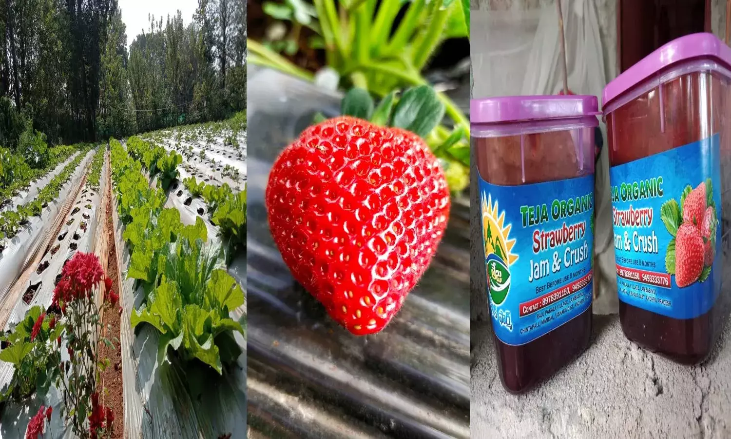 Walk through the strawberry farms of Lambasingi, bring home a bottle of jam
