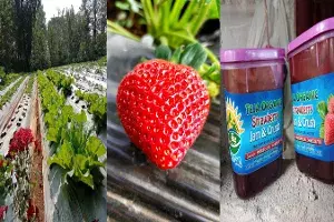 Walk through the strawberry farms of Lambasingi, bring home a bottle of jam Walk through the strawberry farms of Lambasingi, bring home a bottle of jam