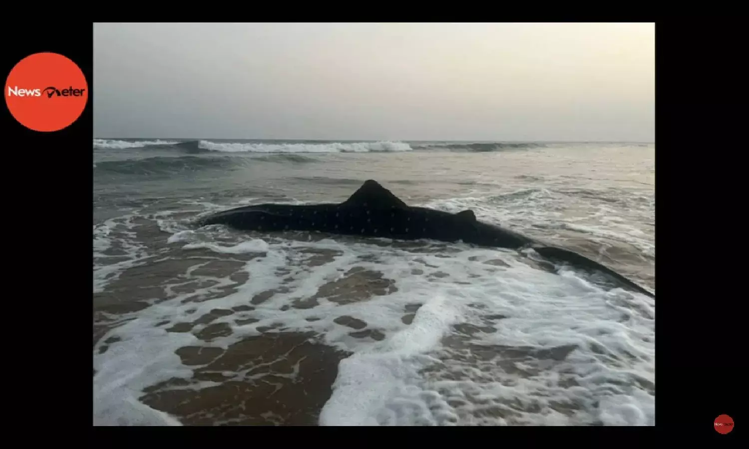 Local fishermen on Tantadi beach spot a whale shark tangled in a fishing net