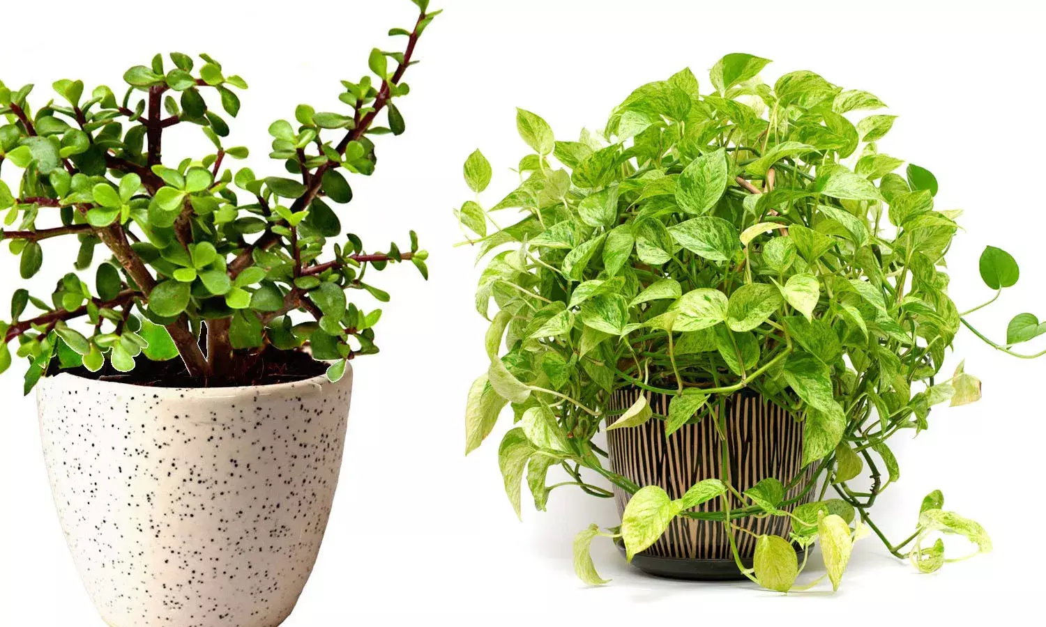 Plant Gifts: 20 Meaningful Plants to to Give as Gifts