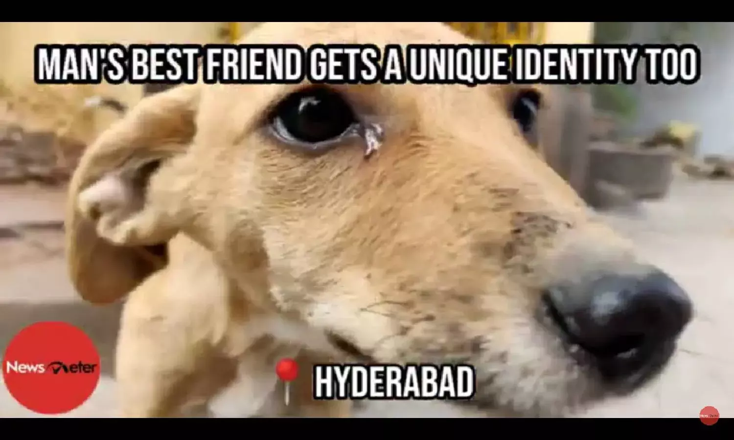 Mans best friend gets a unique identity too