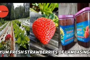 Yum Fresh Strawberries of Lambasingi Yum Fresh Strawberries of Lambasingi
