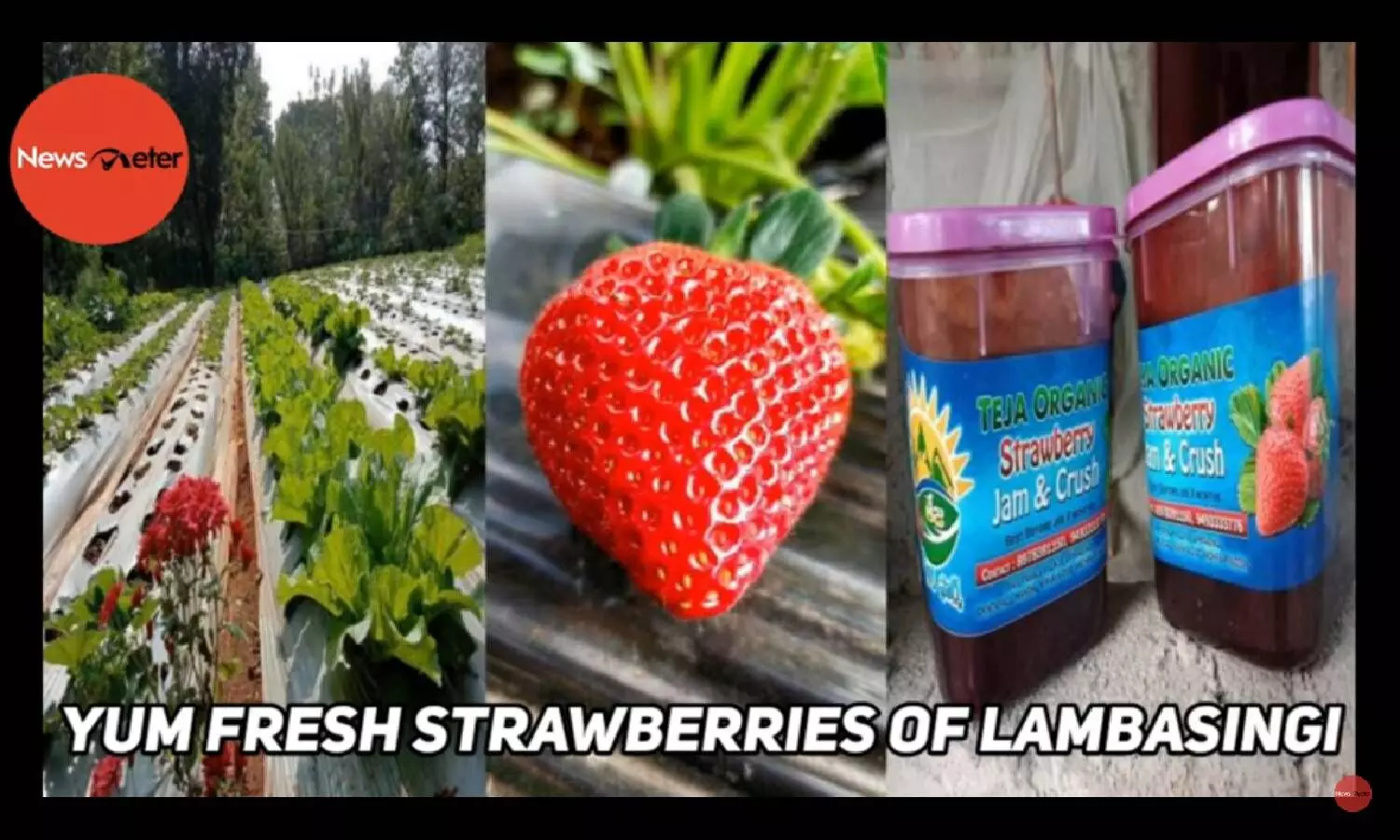 Yum Fresh Strawberries of Lambasingi