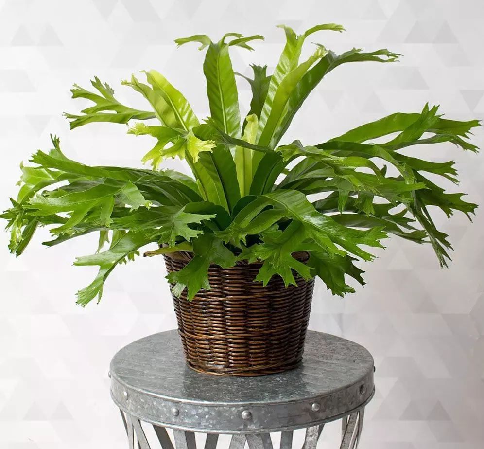 Amazon.in: Indoor Plants For Gifting