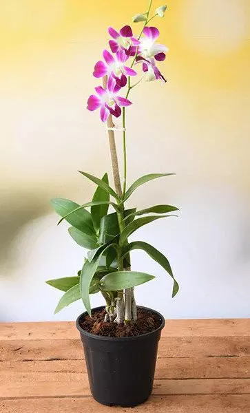 5 Charming Christmas Gifts for Plant Lovers - Orchid Republic