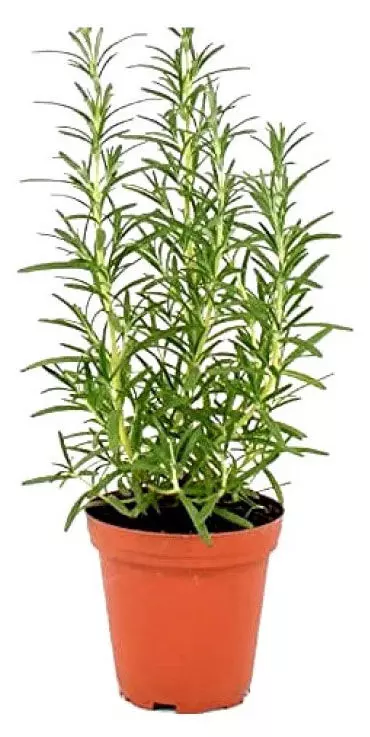 Rosemary Gift, Plants Symbolising Love
