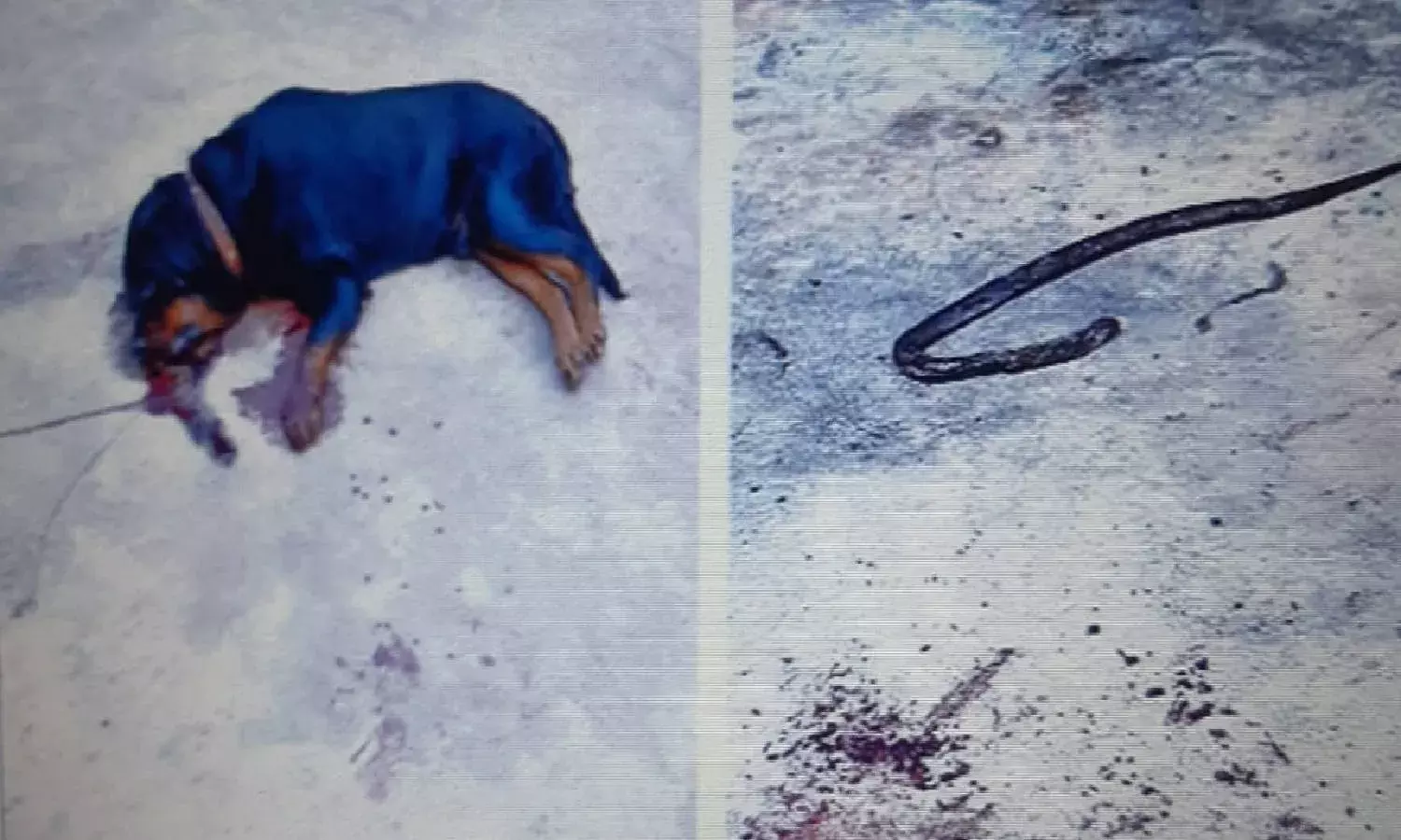 Pet dog sacrifices life to save masters family from cobra in Krishna